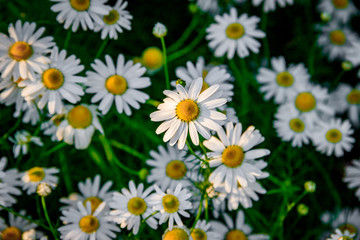 Background small daisies. Beautiful white flowers. Summer wildflowers.