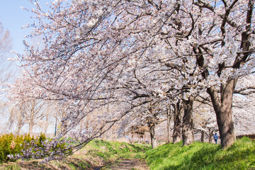見沼田んぼ桜回廊の満開のソメイヨシノ