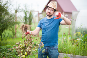 Unhappy farmer man in gloves uproot diseased tomato plant. Fighting Phytophthora.