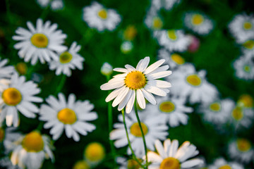 Obraz na płótnie Canvas Background small daisies. Beautiful white flowers. Summer wildflowers.