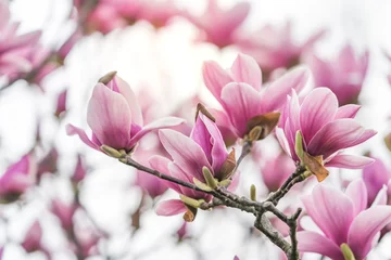 Fototapeten Rosa Magnolienblüten isoliert auf weißem Hintergrund © xiaoliangge