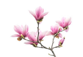 Pink magnolia flowers isolated on white background - obrazy, fototapety, plakaty