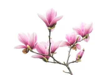 Gordijnen Pink magnolia flowers isolated on white background © xiaoliangge