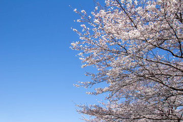 見上げる青空と満開の桜
