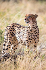 A cheetah in the grass in the savannah