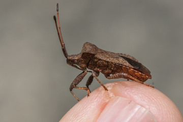 braune blattwanze
