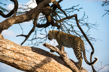 A leopard is walking up and down the tree on its branches