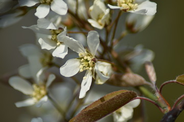 Blüten einer Felsenbirne (Amelanchier)