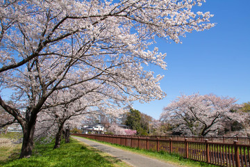見沼田んぼ桜回廊の満開のソメイヨシノ