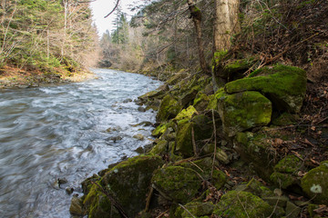 Rapid mountain river with a strong current in the early spring. Rapid Carpathian River with a strong current in the early spring.