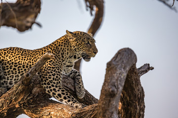 A leopard rests on the brach of a tree