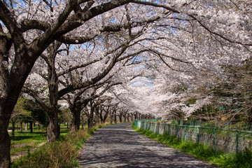 見沼田んぼ桜回廊の満開のソメイヨシノ