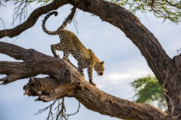 Fototapeta na wymiar A leopard is walking up and down the tree on its branches
