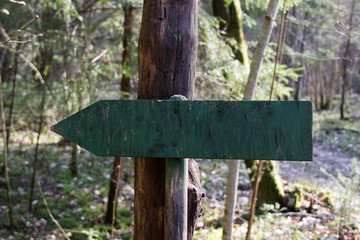 wooden blank sign in forest