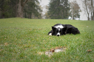 Naklejka na ściany i meble A border collie puppy relaxes in the woods