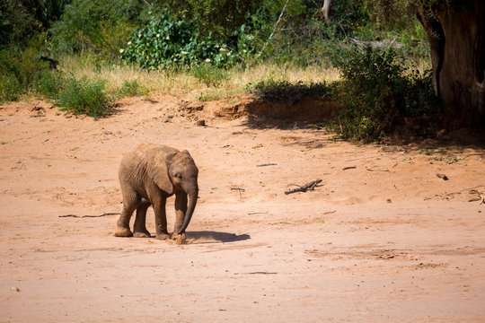 A little baby elephant is standing on the bank of a river