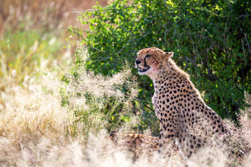 A cheetah in the grass in the savannah