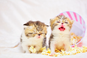 cute persian baby kitten
