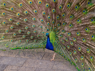 Obraz premium ein Pfau mit Rad