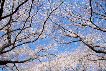 見上げる青空と満開の桜