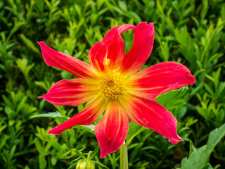 rote Blume vor grünem Hintergrund