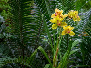 gelbe Orchideen vor grünem Hintergrund