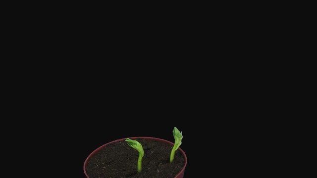 Time-lapse of growing bean Karmazyn (Vicia faba) seeds 5d3 in RGB + ALPHA matte format isolated on black background