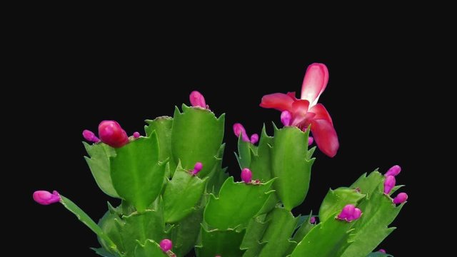 Time-lapse of growing and blooming pink Christmas cactus (Schlumbergera) 7e3 in RGB + ALPHA matte format isolated on white background
