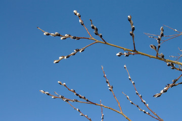 spring willow branch with swollen buds