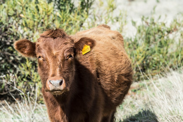 Fototapeta premium Close up of Red Dexter Cow, considered a rare breed, standing 