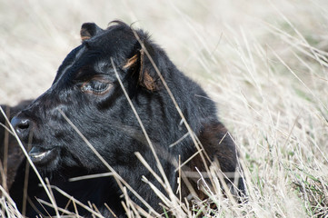 Close up of Black Dexter Cow head, considered a rare breed, sitting down