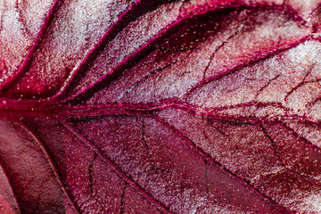 Naklejka premium Red leaf close up. A bright image can be used as a background.