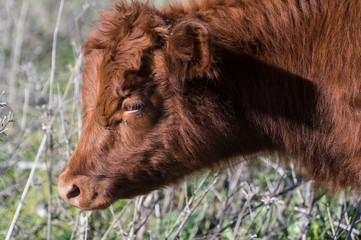 Close up of Red Dexter Cow head, considered a rare breed, looking to left