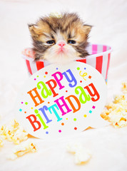 cute persian baby kitten