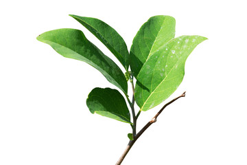 Green leaf and branch on isolated white background.