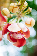 Flower of Shorea robusta or Sala - Sal flora on Cannonball tree. Tree is revered by buddhist people © PixHound