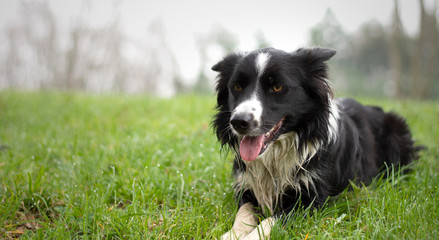 A wet puppy of border collie plays in the woods