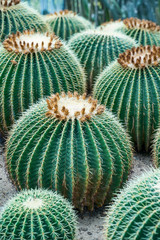 cactus in a botanical garden