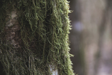 Green moss on the tree