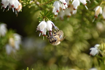 Schneeheide (Erica carnea) mit Insekt