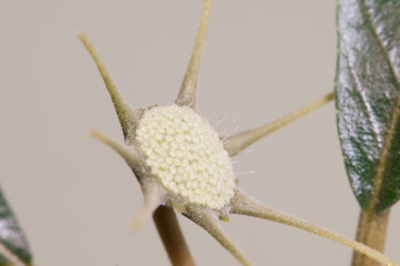 Dorstenia foetida flowering