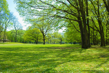 Obraz premium green garden