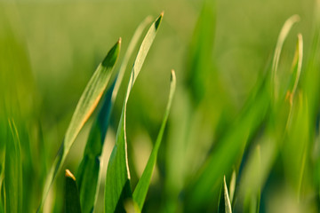 Young sprouts are on the field. Green grass closeup.