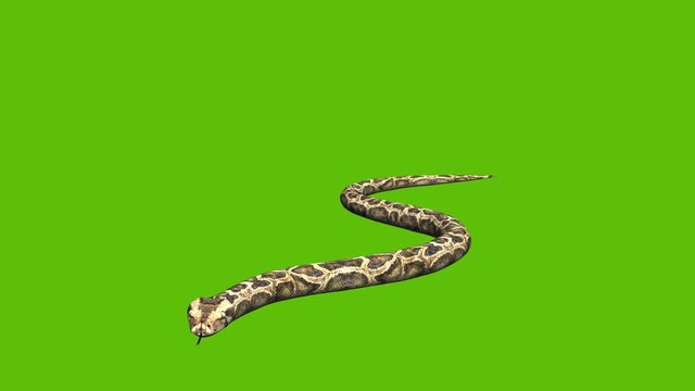 Animation of a 3d python snake, moving  coiling  and rearing up to open moth and hiss, set on a green background