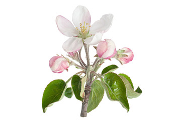 Fototapeta na wymiar Apple flower with leaf