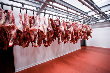View of a half cow chunks fresh hung and arranged in a row in a large fridge in the fridge meat factory.