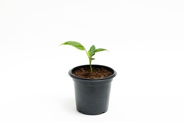 Young green plant grows in a pot for seedlings, isolated on a white background. Sprout pepper.
