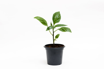 Young green plant grows in a pot for seedlings, isolated on a white background. Sprout pepper.