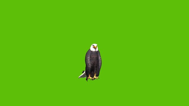 Animation of a large eagle sitting and eating, taking to the sky and landing again with a close up shot, set against a green background