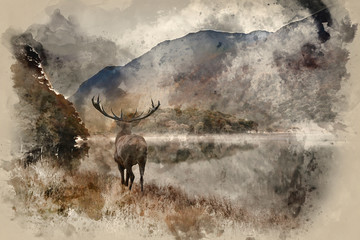 Watercolour painting of Stunning powerful red deer stag looks out across lake towards mountain landscape in Autumn scene
